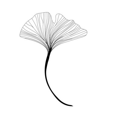 Ginkgo biloba yaprağı, doğrusal çizim, çizim, Ginkgo biloba 'nın kontur dalı, çizgi sanatı