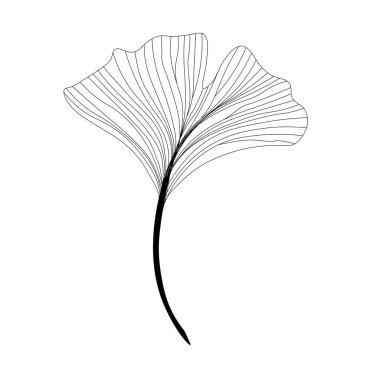 Ginkgo biloba yaprağı, doğrusal çizim, çizim, Ginkgo biloba 'nın kontur dalı, çizgi sanatı