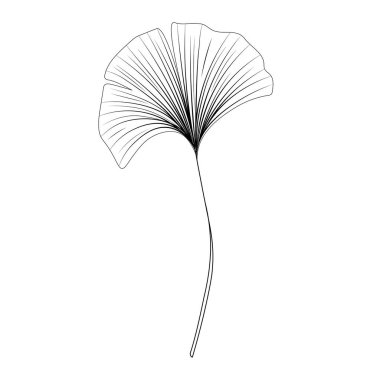 Ginkgo biloba yaprağı, doğrusal çizim, çizim, Ginkgo biloba 'nın kontur dalı, çizgi sanatı