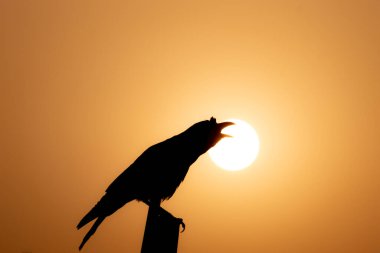 Siyah bir karga silueti