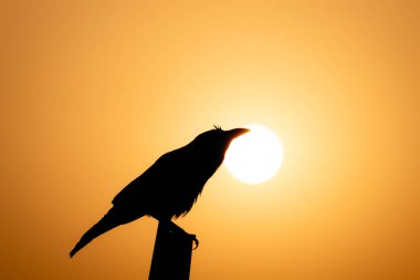 Siyah bir karga silueti