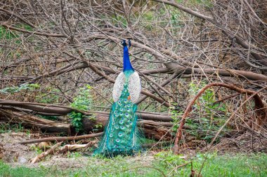 Bir Peacock bir dala tünemiş, kuyruk tüyleri kısmen sergilenmiş, doğal çevre
