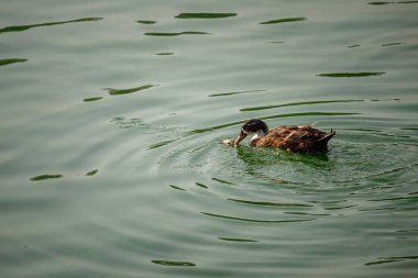 Bir Gölette Çiftleşen Ördekler Töreni. Mallard Ördekleri Çiftleşmeye Başlıyor