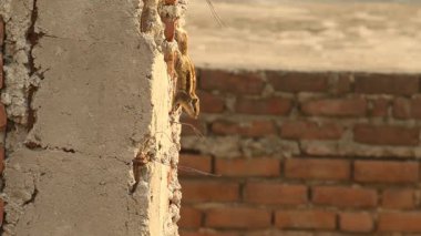 Şakacı Bebek Sincap Kırsal Duvar 'da Güneşleniyor.