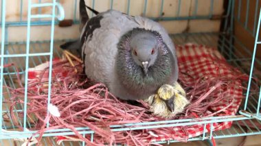 Güvercin ebeveyni, rahat yuvada piliç besliyor. Yuvada Güvercin ve Güvercin Bağlanıyor