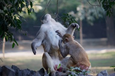 Bir çift maymun hayvanat bahçesinde klasik tımar davranışları sergiliyor.