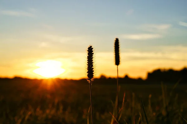 Landscape Sunset Wheat Field Sunbeams Glare — Stock Photo, Image