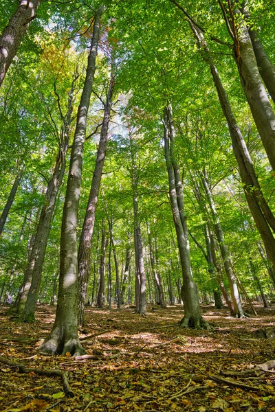 Jesienny Świt Starym Lesie Bukowym Niemcy — Zdjęcie stockowe