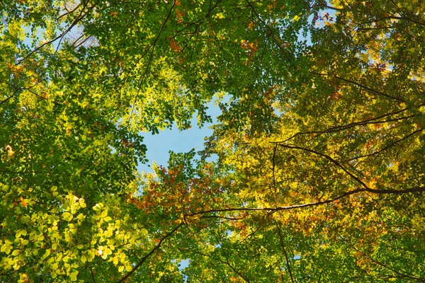 Outono Copas Das Árvores Vista Para Cima Partir Fundo — Fotografia de Stock