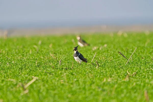 Side View Male Northern Lapwing Vanellus Vanellus Walking Water Grassland — Stock Photo, Image