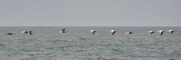 常见的Eider Ducks Somateria Mollissima 正在飞越华丽的海岸线 — 图库照片