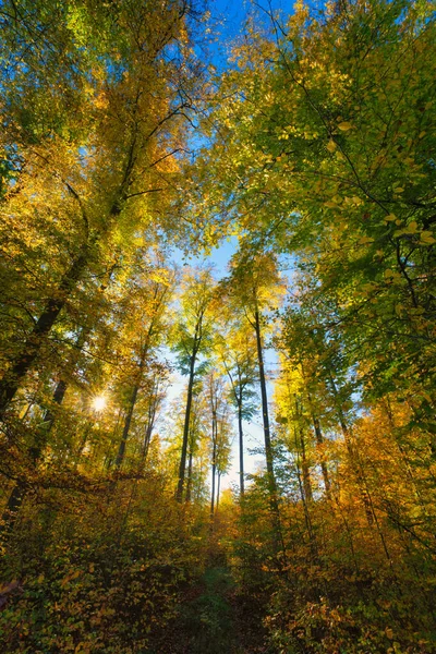 stock image Beautiful autumn forest. Sun is shining through colorful leaves, with a sunstar