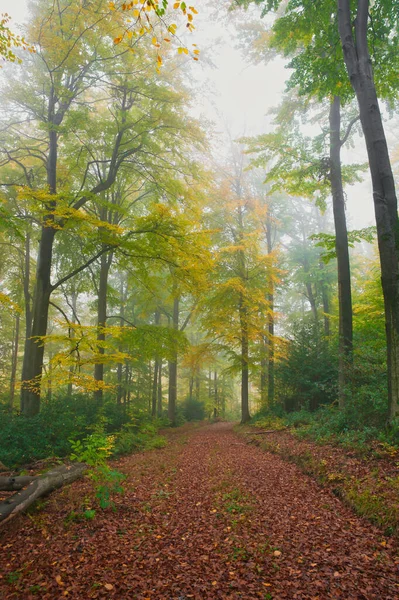 Panorama of foggy forest in autumn. Fairy tale spooky looking woods in a misty day. Cold foggy morning in forest