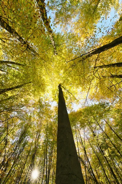Jesienne Wierzchołki Drzew Jesienią Widok Dołu — Zdjęcie stockowe