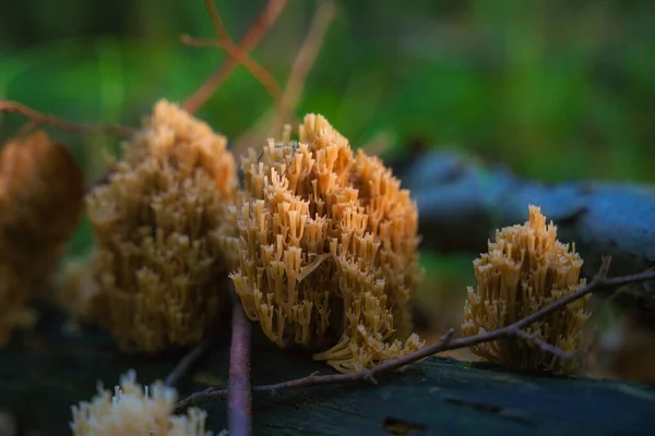 Fungo Corallino Ramaria Aurea Che Cresce Albero Marcio Nella Foresta — Foto Stock