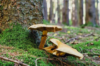 two Gymnopilus junonius is a species of mushroom in the family Cortinariaceae. Commonly known as Laughing Gym, Laughing Cap, Laughing Jim, or the Spectacular Rustgill. clipart