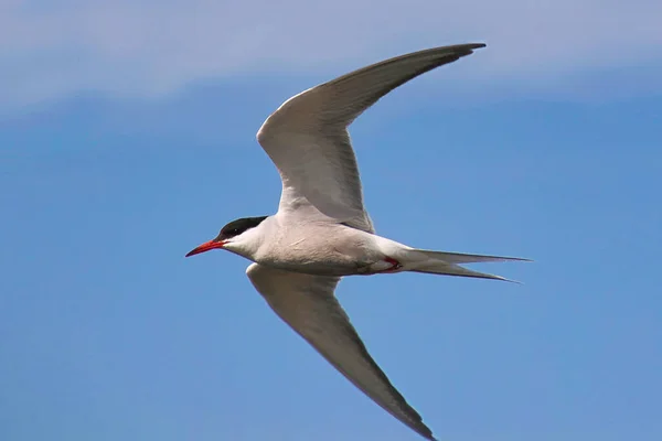Common Tern Sterna Hirundo Isolated Flying Blue Sky — Stock Photo, Image