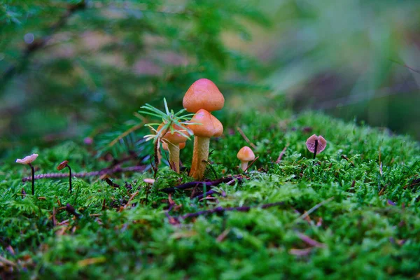 Macro Mushroom Pholiota Subflammans — Stock Photo, Image