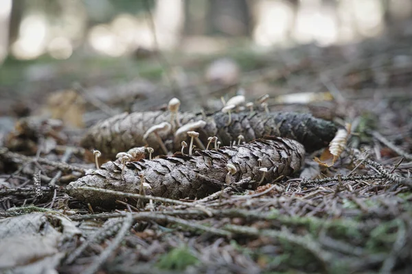 Μανιτάρια Που Φυτρώνουν Από Κουκουνάρι Κώνο Πεύκου Δύο Μανιτάρια Καλλιέργειας — Φωτογραφία Αρχείου