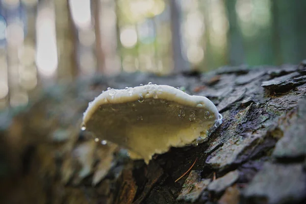 Tinder Grzyb Fomitopsis Pinicola Starym Pniu Drzewa Lesie Jesienią Ostrość — Zdjęcie stockowe