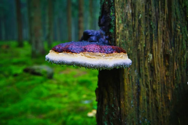 Tinder Pilz Fomitopsis Pinicola Herbst Auf Einem Alten Baumstamm Wald — Stockfoto