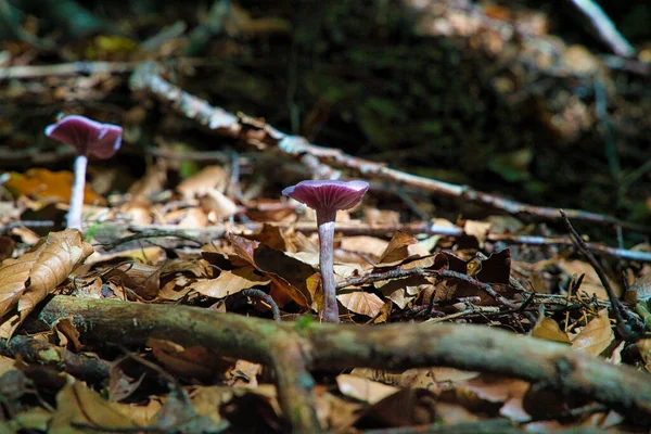 Enganador Ametista Laccaria Amethystina Cogumelos Violeta Roxo Madeira Outono — Fotografia de Stock
