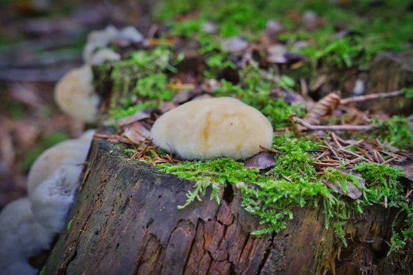 Postia Ptychogaster Known Powderpuff Bracket Strange Fungus — Stock Photo, Image
