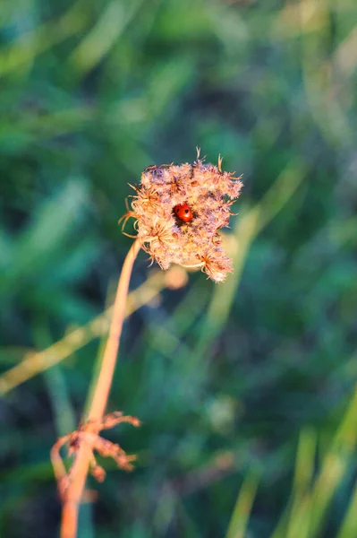 Ein Marienkäfer Versteckt Sich Abends Auf Einer Trockenen Distel — Stockfoto