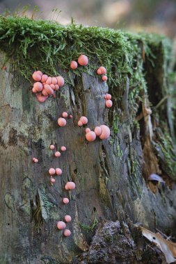 Odun lycogala, lycogala epidendrum, yaygın olarak kurt sütü olarak bilinir. Küçük parlak mantarlar - mukus yarım çürük kökler üzerinde yetişir.