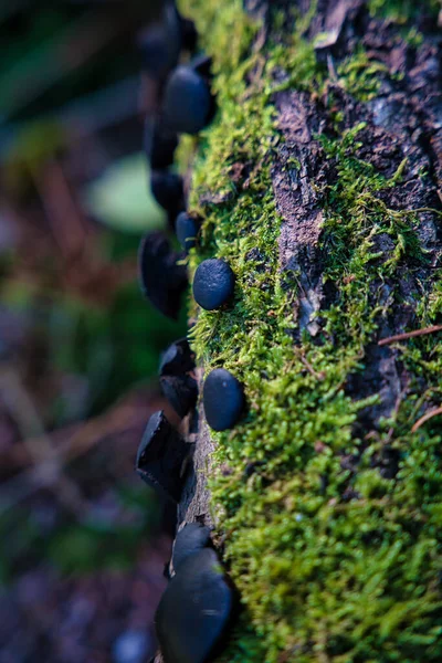 The Black Bulgar fungi, Bulgaria inquinans or Phaeobulgaria Inquinans on a moss tree found in Germany