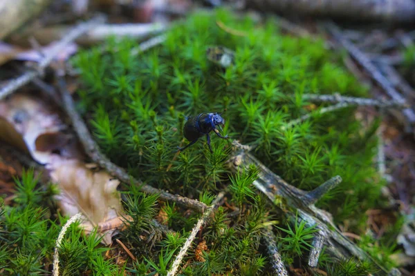 Chrząszcz Gnojowy Anoplotrupes Stercorosus Chodzenie Ekosystemie Leśnym Zbliżenie Dzikiej Przyrody — Zdjęcie stockowe