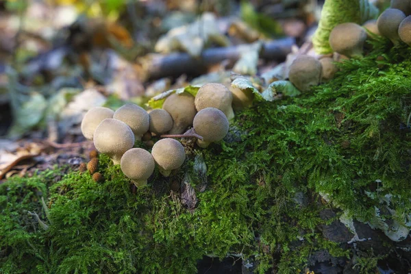 Ein Waldpilz Gemeiner Puffballpilz Lycoperdon Perlatum Wächst Grünen Moos Des — Stockfoto