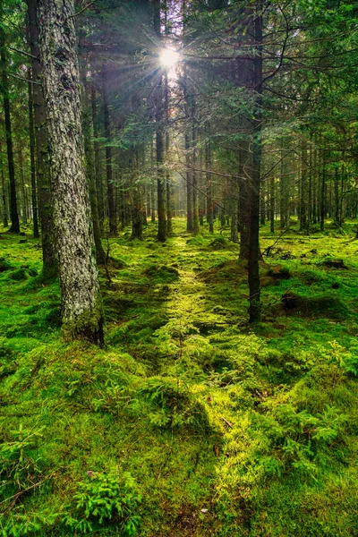 Une Forêt Pittoresque Arbres Feuillus Verts Frais Encadrés Feuilles Avec — Photo