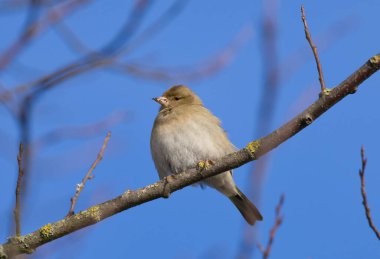 Sıradan bir papatya çamı ağaçta oturur. Vahşi yaşamın güzel ötücü kuşu papatya çayı. Sıradan ispinoz mu yoksa latin adı Fringilla Coelebs mi?.