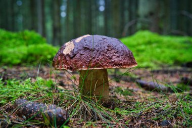 Ormanda kesilmiş mantarlar. Mantar boletus edilus. Ormanda popüler beyaz mantarlar.