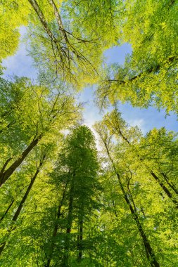 Ağaçlara doğru harika bir manzara gökyüzü, güneş yıldızları, taze yeşil ve mavi gökyüzü, ağaçların tepeleri.