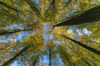 Ağaçlara bakan gökyüzüne bakan harika bir manzara.