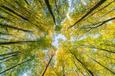 Ağaçlara bakan gökyüzüne bakan harika bir manzara.