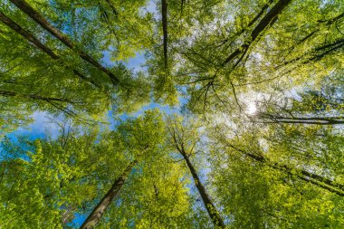 Ağaçlara bakan gökyüzüne bakan harika bir manzara.