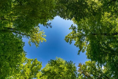 Ağaçlara bakan gökyüzüne bakan harika bir manzara.