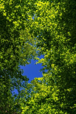 Ağaçlara bakan gökyüzüne bakan harika bir manzara.