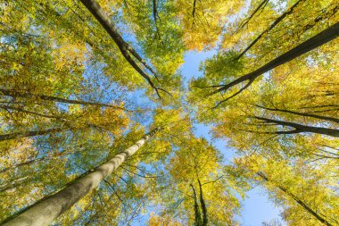 Fall autumn treetops upward view from a ground