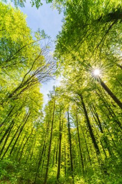 Ağaçlara bakan gökyüzüne bakan harika bir manzara.