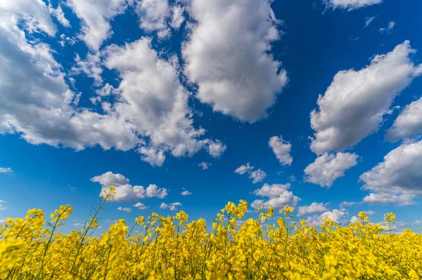 A Blooming canola field. Rape on the field in summer. Bright Yellow rapeseed oil. Flowering rapeseed. with blue sky, sun and clouds