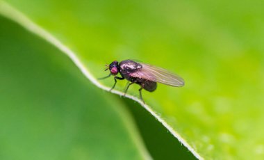 Lucilia sineği, Calliphoridae familyasından bir sinek cinsidir..