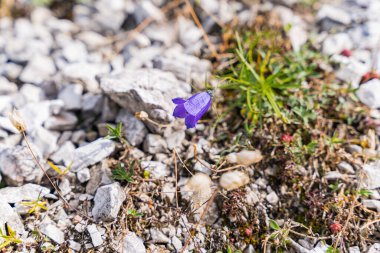 Scheuchzers flower in the Alps in front of a waterfall