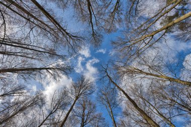 Almanya 'da kışın kayın ormanlarının tepelerinde harika bir manzara.