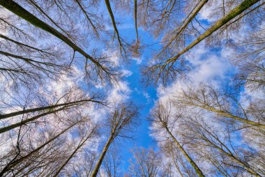 Almanya 'da kışın kayın ormanlarının tepelerinde harika bir manzara.