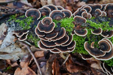 A Multicolored tinder fungus, Trametes versicolor, on dead beech wood in a forest clipart