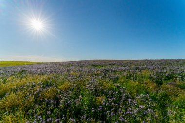 Mavi safra Phacelia tanacetifolia Benth, Brandenburg 'da yaz mevsiminde filizlenir.